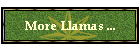 More Llamas ...